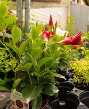 Sylvain Environnement 2 image 14