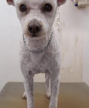 Pil Poil Toilettage E.I image 3