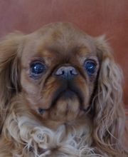 Asenack Association image 20