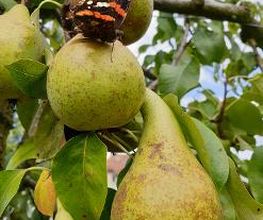 Marché Balmer Bild 2