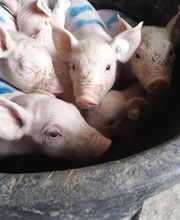 Praktischer Tierarzt Bild 2