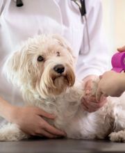 Tuckahoe Animal Hospital & Pet Center image 6