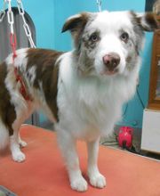 La Bichonnerie Henin image 18