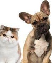 Clinique vétérinaire PK3 image 14