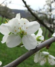 Hatt Gartenbau Bild 10