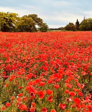 Provence by Flore image 17