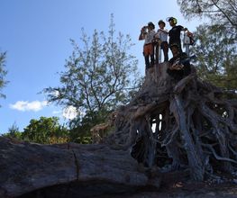 D'Arbre en Arbre image 3