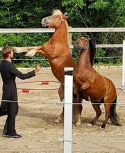 L.deRham Equitation Bild 5