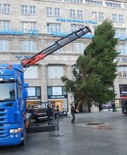Dissmann Weihnachtsbäume Bild 3