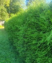 King of Greens Bild 4