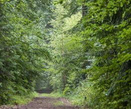 Weg durch den FriedWald Bremer Schweiz