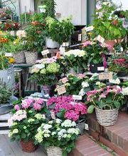 Blatt & Blüte | natürlich kreativ Bild 7