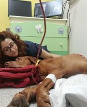 Clinica Veterinaria Leonardo da Vinci immagine 7