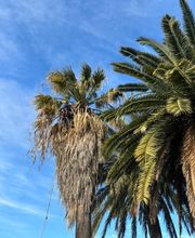 poda-palmera-washingtonia-filifera.jpg