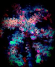 Aqua-Matrix Corals GmbH Bild 17