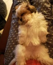 Elevage Vallée Du Léguer EARL image 6