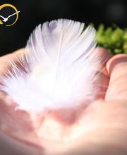 Amiguet Pompes Funèbres Sàrl Bild 5