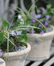 Gerber & Nyffeler Pflanzen Floristik AG Bild 2