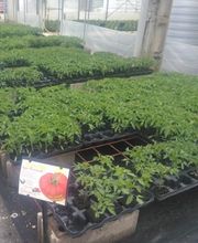 Hortisyl EARL image 2