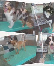 Anima Mouss' image 2