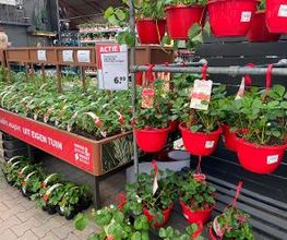 Intratuin Rhoon afbeelding 19