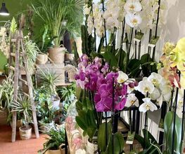 Fior Fleurs image 14