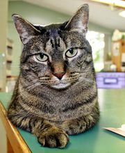 Barta Animal Hospital image 14