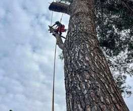 Sector Arbol imagen 11