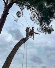 Sector Arbol imagen 14