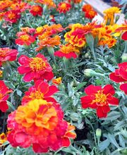 Villaverde Lecornu Jardinerie EURL image 9