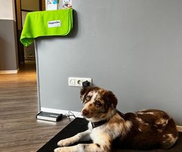 Tierarzt profelios Aachen Bild 2