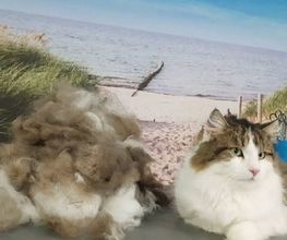 Hundesalon Farah Bild 4