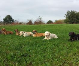 Lanis-Hundeschule Bild 2