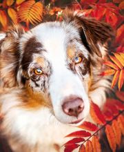 Beshepherd Tierfotografie - Sophie Lombeck Bild 15