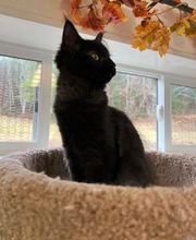 The Country Inn For Cats image 6