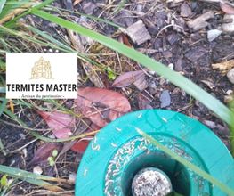 Termites Master image 10
