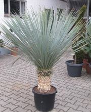 PALMENSTADL Bild 3