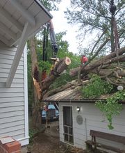 Whitledge Tree Service LLC image 20