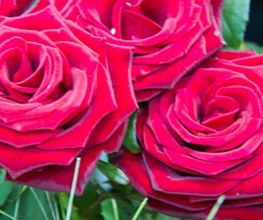Au Cyclamen image 1