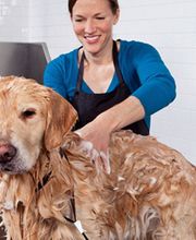 La Canicherie image 5