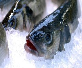 Profish image 4