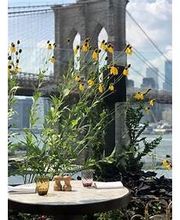 DUMBO House image 17