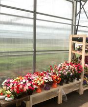Dessapt Horticulture image 2