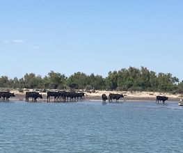 Gestion Sud Camargue image 9