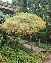 Garten- und Landschaftspflege Ulmann Bild 4