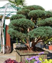 Strickler Blumen & Gärten AG Bild 9