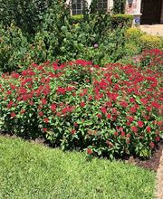 Sundrop Gardens Landscaping image 16