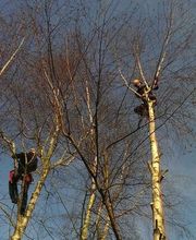 Muller Forêts image 2