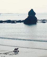 la plage dorée image 9