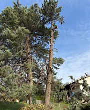 BOUTET PAYSAGE image 17